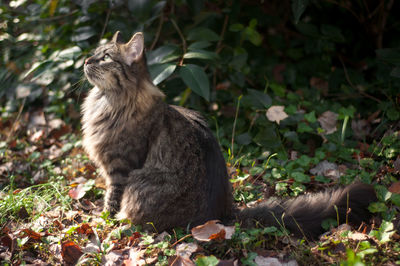 Cat looking away