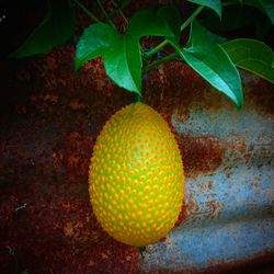 High angle view of fruits growing on plant