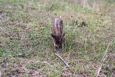 High angle view of a rabbit on field