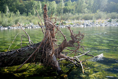 Trees by lake in forest