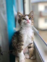 Close-up of a cat looking away