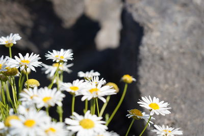 Close-up of white daisy flowers on field