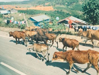 Cows on the road