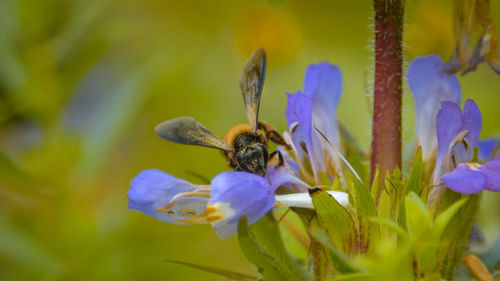 Close-up of bee pollinating on purple flower