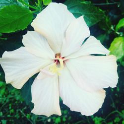 Close-up of yellow hibiscus blooming outdoors