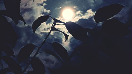 Close-up of silhouette plants against sky at night