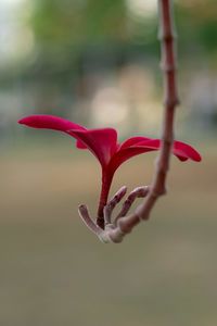 Close-up of red rose bud