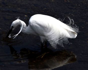 High angle view of swan swimming in lake