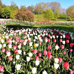 Red tulip flowers in field