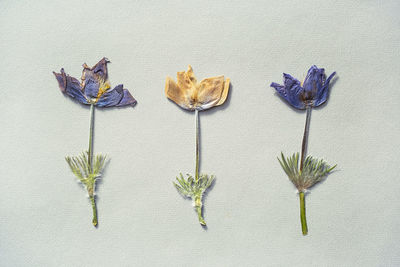 Pressed dried wild flowers pattern. herbarium, scrapbooking or floristry collection.