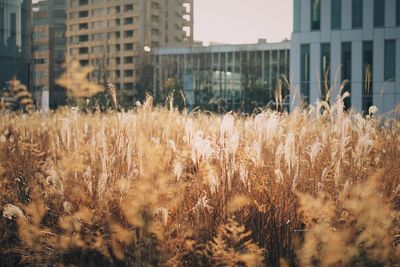 Close-up of grass in city