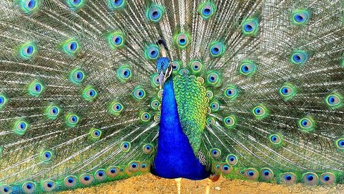 Close-up of peacock