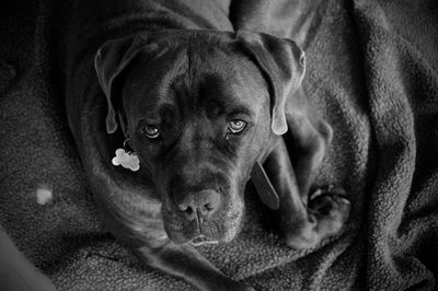 Close-up portrait of dog on bed