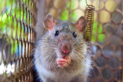 Close-up portrait of an animal in cage