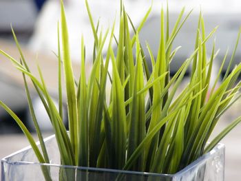 Close-up of fresh green grass