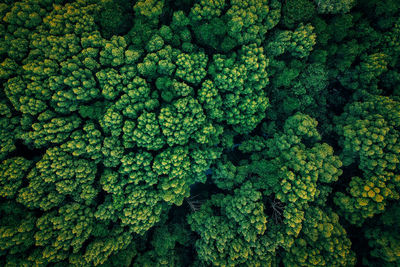 Full frame shot of green plants