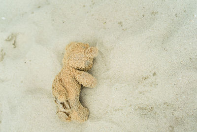 Directly above shot of abandoned teddy bear on sandy beach