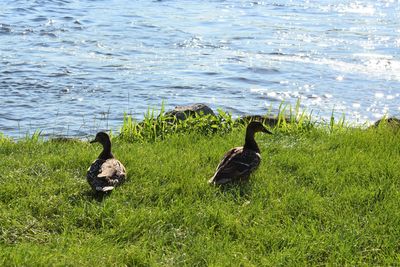 View of birds in water