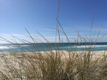 Close-up of grass by sea against clear blue sky