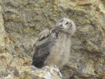 Bird on rock