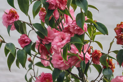 Close-up of pink flowering plant