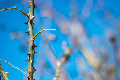 Low angle view of plant against blue sky