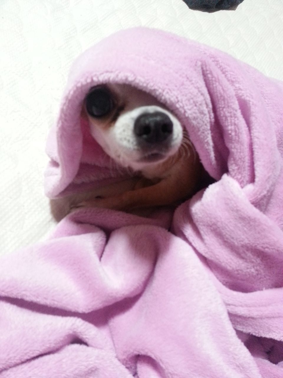 indoors, animal themes, one animal, pets, close-up, dog, bed, domestic animals, portrait, looking at camera, relaxation, animal head, blanket, resting, no people, animal body part, pink color, cute, front view, high angle view