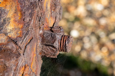 Close-up of damaged tree trunk