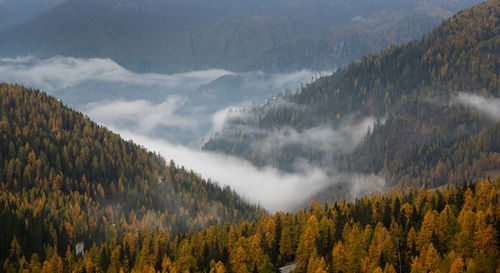 Panoramic view of pine trees on mountains