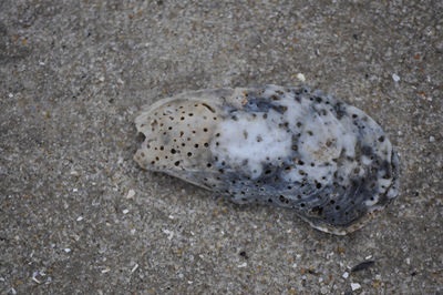 Close-up of crab on sand