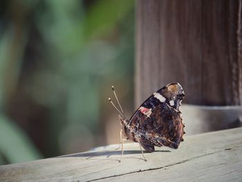 Close-up of butterfly on wood