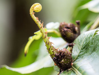 Close-up of insect on leaf