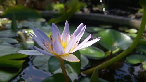 Close-up of water lily in pond