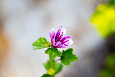 Close-up of pink flower blooming outdoors