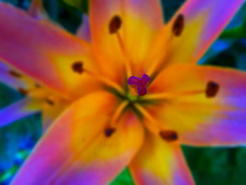Close-up of yellow flower