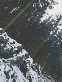 High angle view of snow covered trees in forest