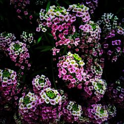 Close-up of pink flowers