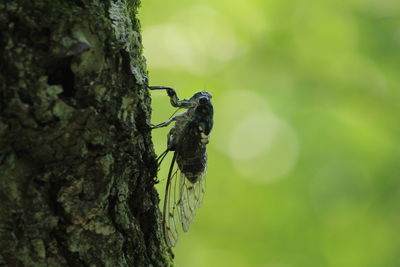 Close-up of bird perching on tree trunk