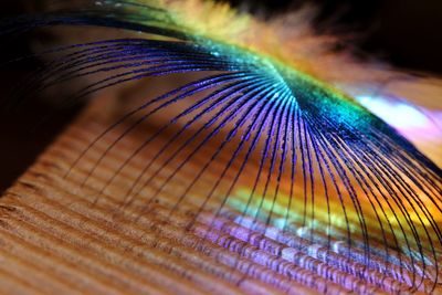 Close-up of peacock feather