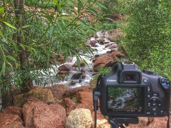 View of photographing and plants on tree