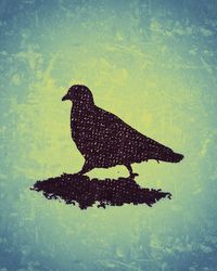 High angle view of a bird in water