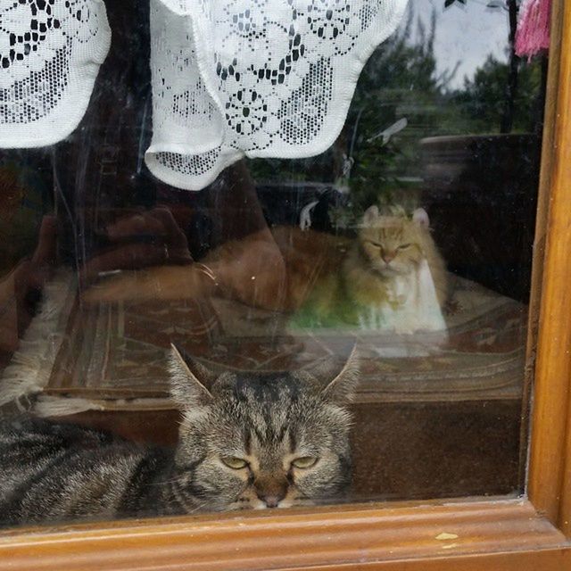 domestic cat, animal themes, cat, feline, one animal, pets, mammal, domestic animals, indoors, relaxation, whisker, lying down, resting, sleeping, sitting, no people, close-up, portrait, zoology, looking at camera