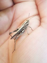 Close-up of insect on hand