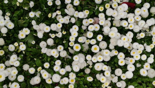 Full frame shot of white flowering plants