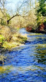 Reflection of trees in water