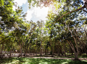 Trees growing in forest against sky