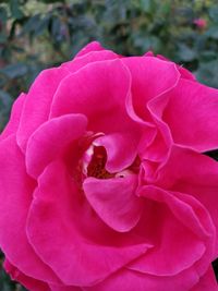 Close-up of pink rose