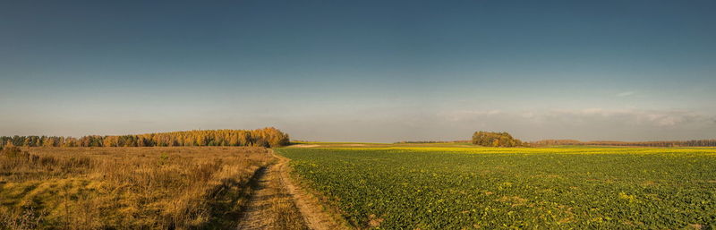 Scenic view of agricultural field against sky