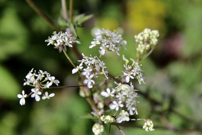 Close-up of white flowering plant