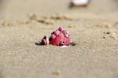 Close-up of a toy on sand